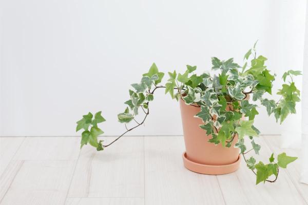 Caring for Indoor Ivy Plants - Potted Ivy Care - Pruning indoor ivy plants