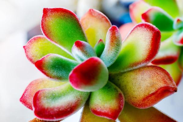 Echeveria Pulvinata Care - Frosty, Ruby and Other Types - Pruning of the Echeveria pulvinata