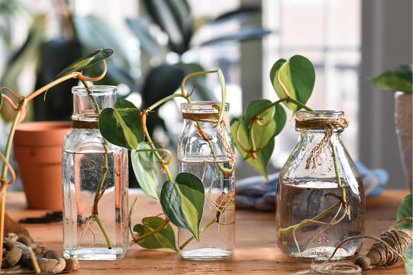 How to Grow Pothos in Water - Pruning techniques for Pothos in water