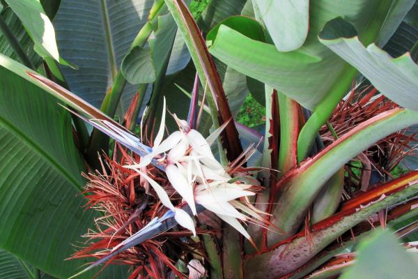 Strelitzia Nicolai or Wild Banana Care Guide - Pruning techniques for Strelitzia nicolai