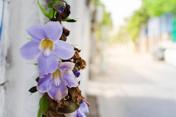 Thunbergia Grandiflora Care and Propagation - Pruning Thunbergia grandiflora