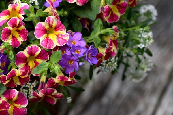 Beginner’s Guide to Calibrachoa or Million Bells - Pruning tips