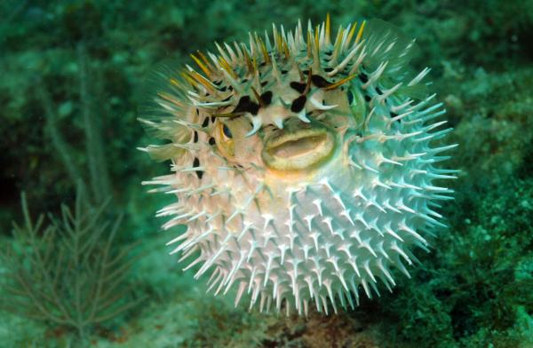 The Most Venomous Fish Types - Pufferfish (family Tetraodontidae)