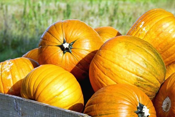 Types of Autumn Fruit - Fall Fruits - Pumpkins