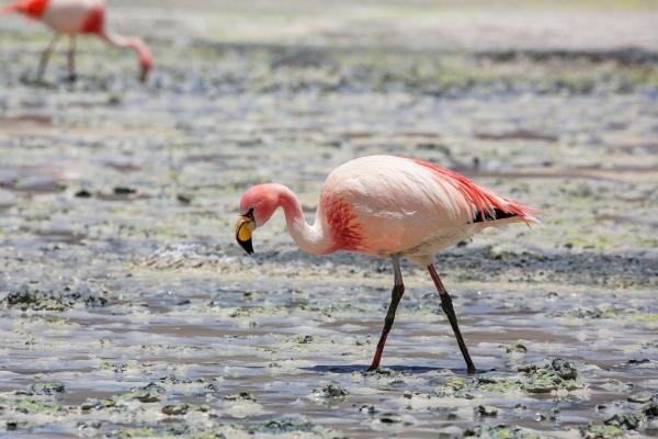 Types of Flamingos - Different Flamingo Species - Puna or James's flamingo (Phoenicoparrus jamesi)