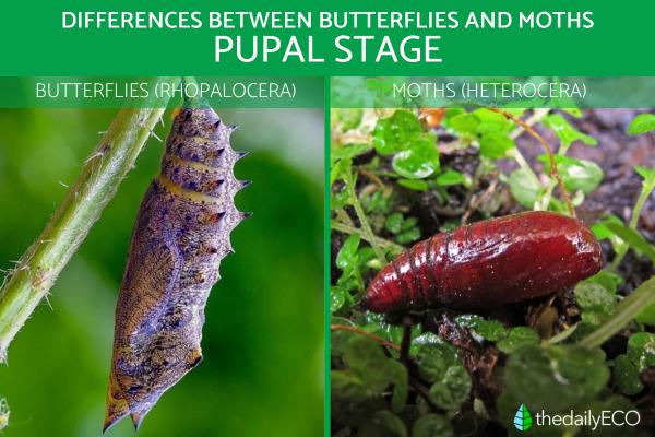 Differences Between Butterflies and Moths - Pupal stage