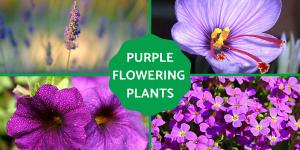 Purple Flowering Plants for Your Home or Garden