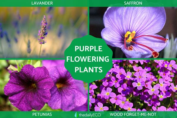 Purple Flowering Plants for Your Home or Garden