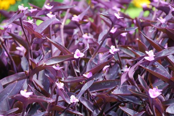 Best Outdoor Plants That Enjoy Shade - Purple heart (Tradescantia pallida)