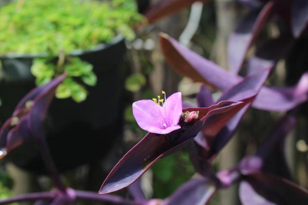 Hanging Plants for Outdoor Spaces - Purple secretia (Tradescantia pallida)