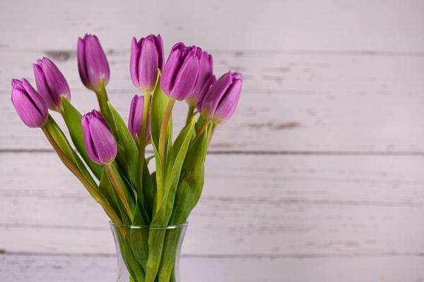 Tulip Color Meanings - Symbolism of Tulips - Purple tulip