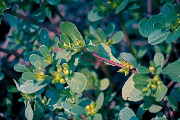 Plants With Flowers That Bloom All Year - Purslane (Portulaca spp.)