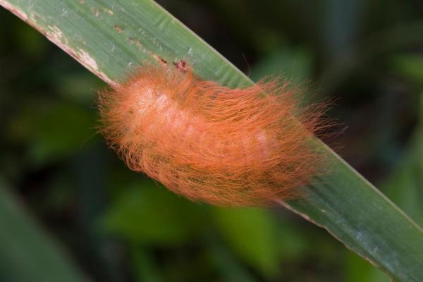 Different Types of Caterpillars - Puss caterpillar (Megalopyge opercularis)