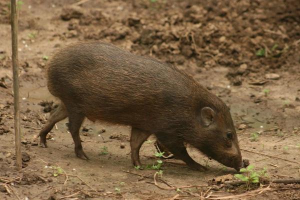 Different Types of Swine Species - Pygmy hog (Porcula salvania)