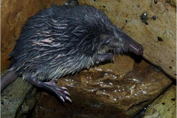 Types of Moles (Animal) - Pyrenean desman (Galemys pyrenaicus)