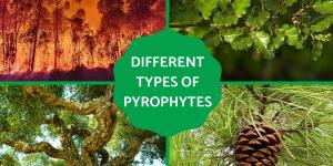 Pyrophytic Plants - Types of Pyrophytes