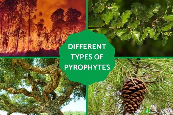 Pyrophytic Plants - Types of Pyrophytes