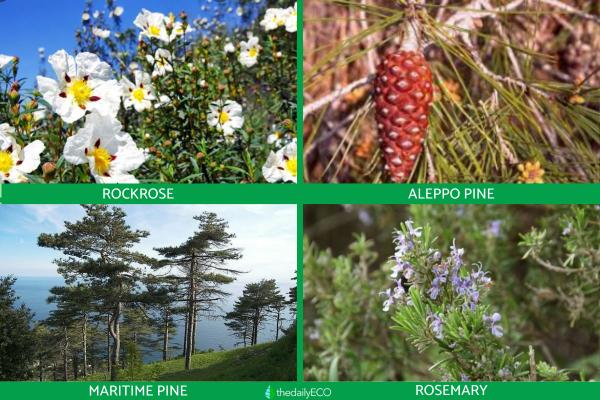 Pyrophytic Plants - Types of Pyrophytes -