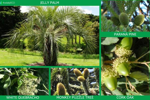 Pyrophytic Plants - Types of Pyrophytes -