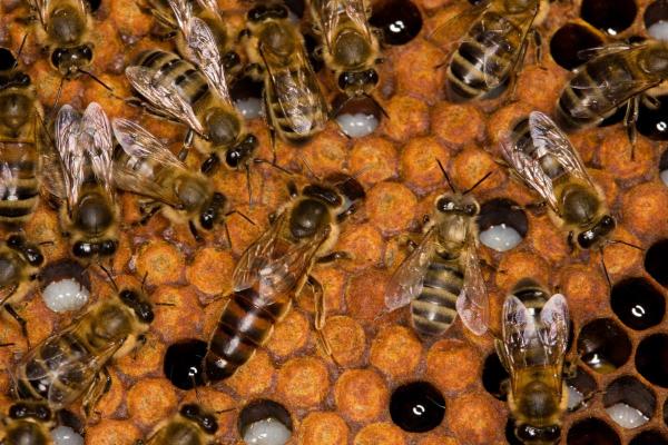 How Big Is a Queen Bee? - Queen Bee Size - Queen bee size