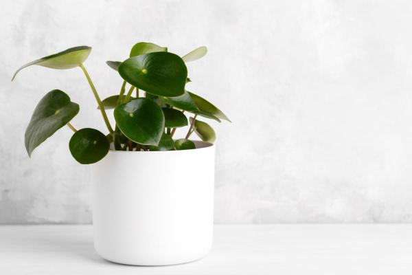 Best Plants for Dark Rooms - Radiator plant (Peperomia spp.)