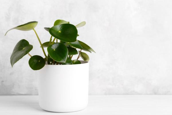 Heart-Shaped Leaf Plants - Raindrop peperomia (Peperomia polybotrya)
