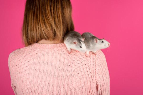 Differences Between Rats and Mice - Rat characteristics