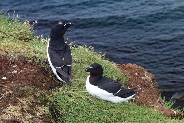 Types of Mediterranean Seabirds - Razorbill