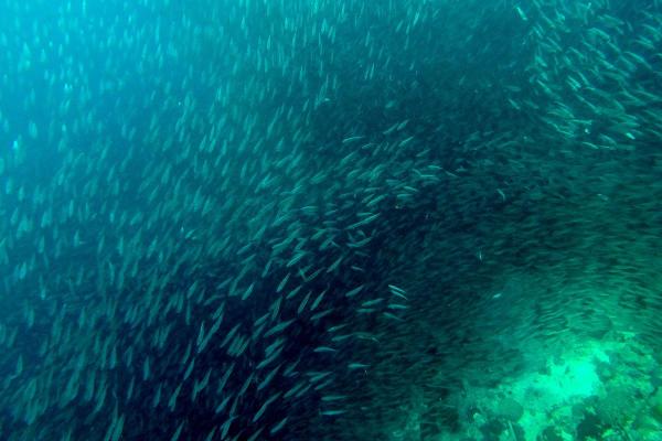 What Is Fish Shoaling? - Reasons for fish shoaling