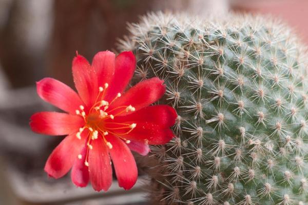 Types of Small Cactus Plants for Pots - Rebutia minuscula