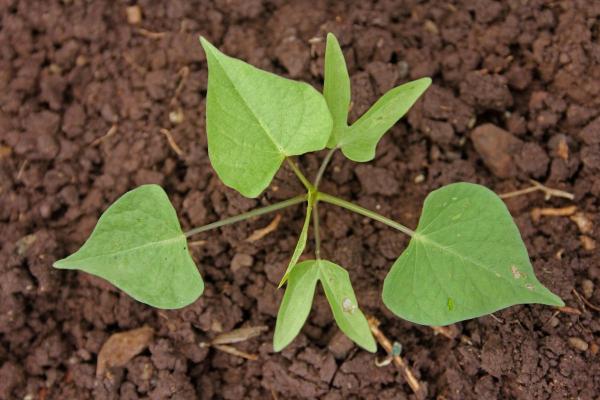 Morning Glory or Ipomoea Purpurea Care Guide - Recommended substrate and fertilizer for Ipomoea purpurea