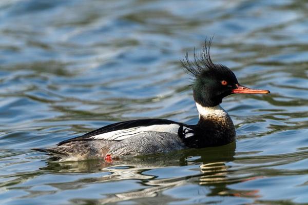 Types of Mediterranean Seabirds - Red-breasted merganser