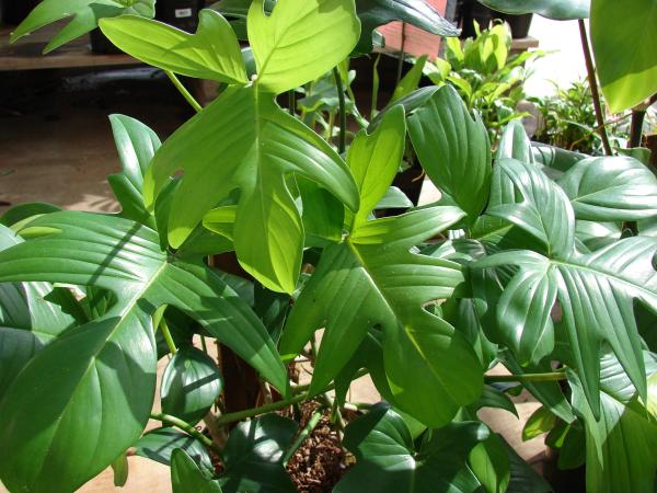 Types of Philodendron With Pictures - Red bristle philodendron (Philodendron squamiferum)