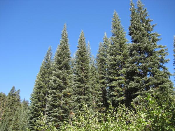 Different Types of Fir Trees - Red fir (Abies magnifica)