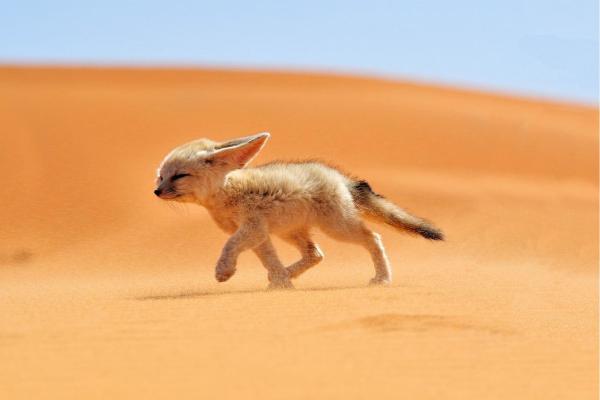 10 Fun Facts About Foxes You Didn’t Know - Red foxes weigh up to 19 pounds
