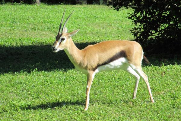 Different Gazelle Species - Red-fronted gazelle