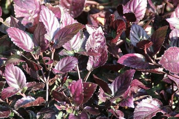 Plants With Colorful Leaves - Bright Foliage Plants - Red ivy (Strobilanthes alternata)