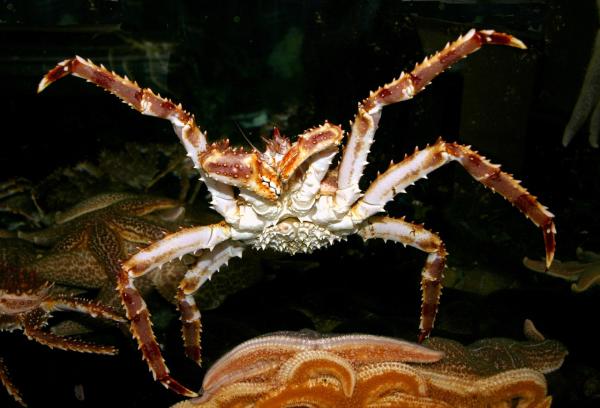 Types of Crabs - Different Crab Species - Red king crab (Paralithodes camtschaticus)