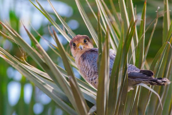 Different Kinds of Falcons With Pictures - Red-necked falcon (Falco chicquera)