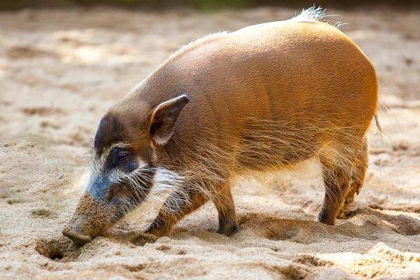 Different Types of Swine Species - Red river hog (Potamochoerus porcus)