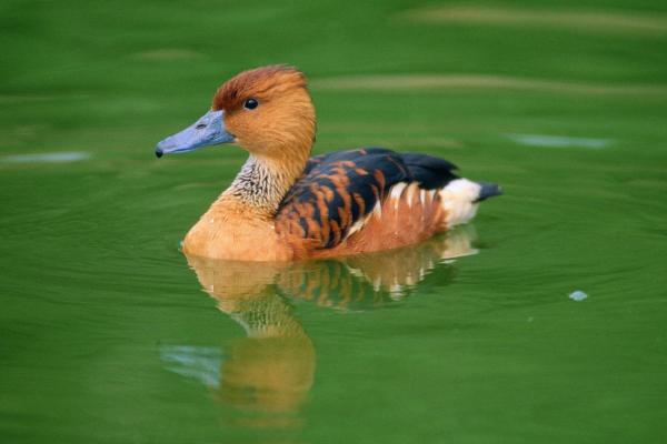 Different Types of Ducks - Red sirirĂ (Dendrocygna bicolor)