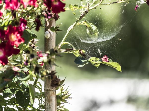 Why Are My Rose Leaves Turning Yellow? - Red spider