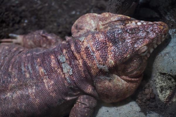Different Types of Lizards - Red tegu