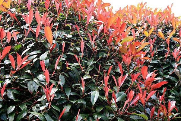 Winter Outdoor Plants for Pots - Red tip photinia
