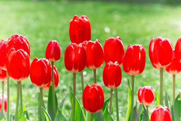 Tulip Color Meanings - Symbolism of Tulips - Red tulip