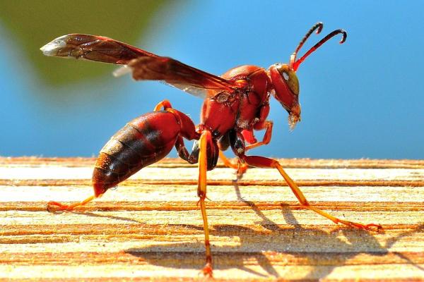 Types of Wasps and Hornets in Spain - Red wasp (Hemipepsis mauritanica)