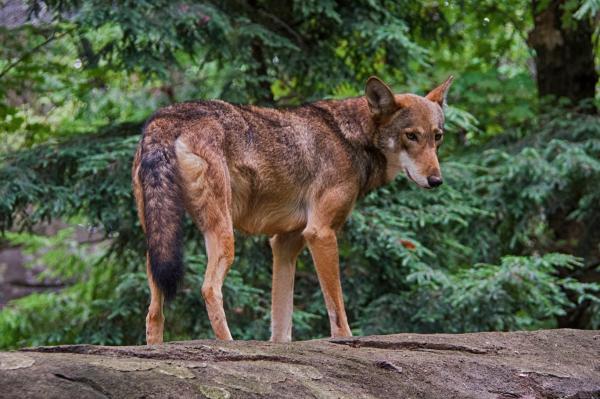 What Are the Different Types of Wolves? - Red wolf (Canis rufus)