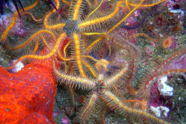 What Are Brittle Stars? - Reproduction of brittle stars