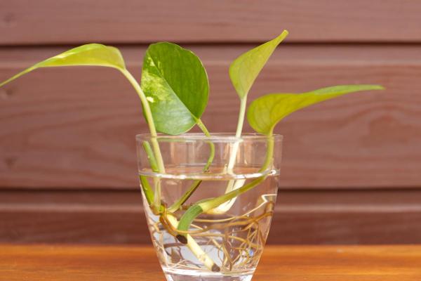 How to Grow Pothos in Water - Reproduction of Pothos in water