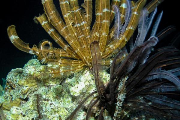 What Are Sea Lilies (Crinoids)? - Reproduction of sea lilies